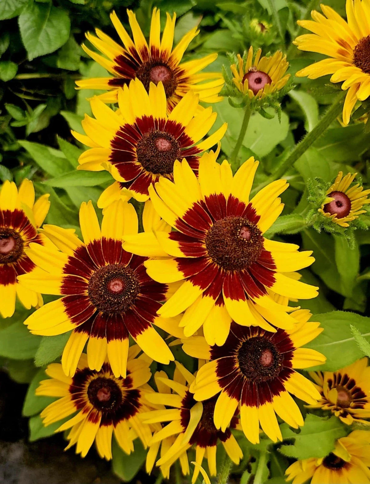 Gloriosa Daisy Seeds 200+ Heirloom Rudbeckia hirta Toto Rustic Coneflower Yellow Orange Flowers USA