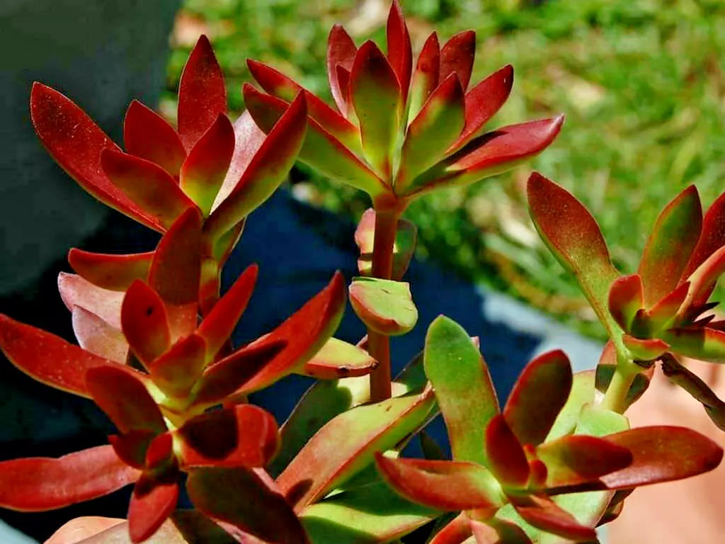 Crassula Platyphylla Burgundy Cuttings - 1.5" Unrooted Succulent for Propagation - Vibrant Indoor/Outdoor Plant