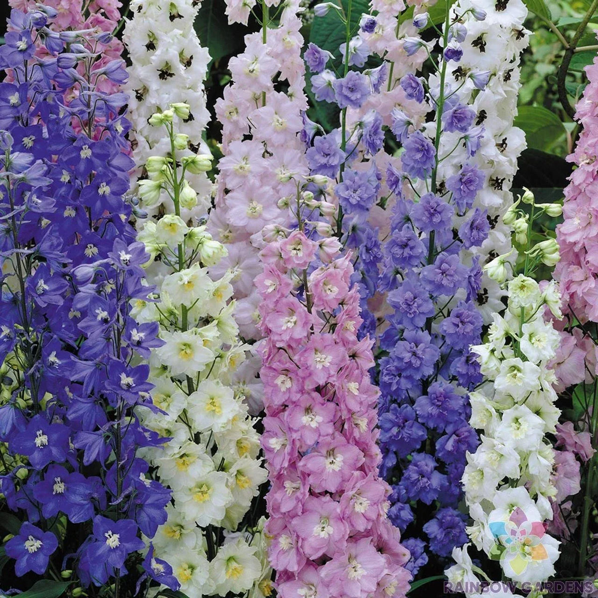 Butterfly Mix Delphinium Seeds - 200+ Pack - Colorful Flower Blend - Delphinium spp. - USA Made - Non-GMO