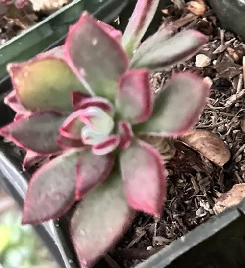 Succulent Echeveria Pulvinata 3" Fuzzy Plant Red Green - Echeveria pulvinata - Easy Care Indoor Outdoor Succulent
