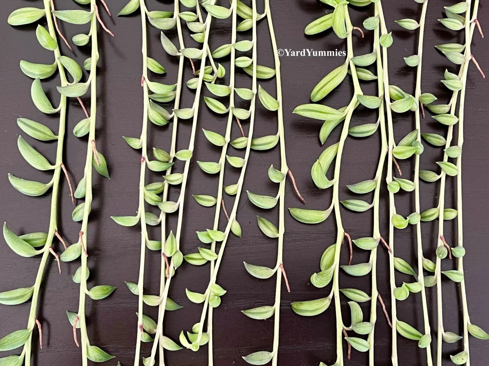 Unrooted Cuttings - String of Bananas Succulent - Senecio radicans - 6 Pieces - Easy Propagation for Plant Lovers