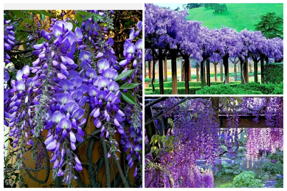 Japanese Blue Moon Wisteria Seeds - 20+ Fast Growing Flower Vine Seeds - Wisteria floribunda - Cold Hardy, Blue-Purple Blooms