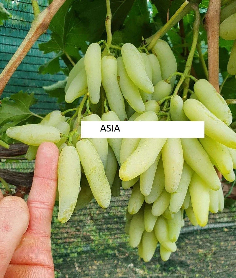 Seedless Grape Vine Cuttings - 5 Rooting Cuttings - Asia Variety - Vitis vinifera - Imported from Ukraine