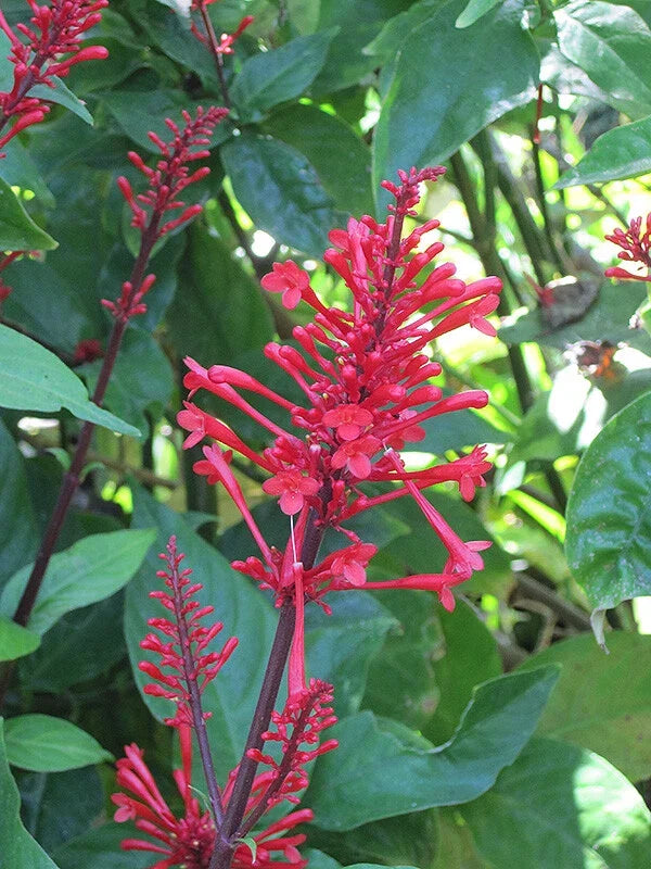 Fire Spike Red Rooted Starter Plant - Odontonema strictum - Tropical Perennial, Attracts Hummingbirds, Ideal for Gardens