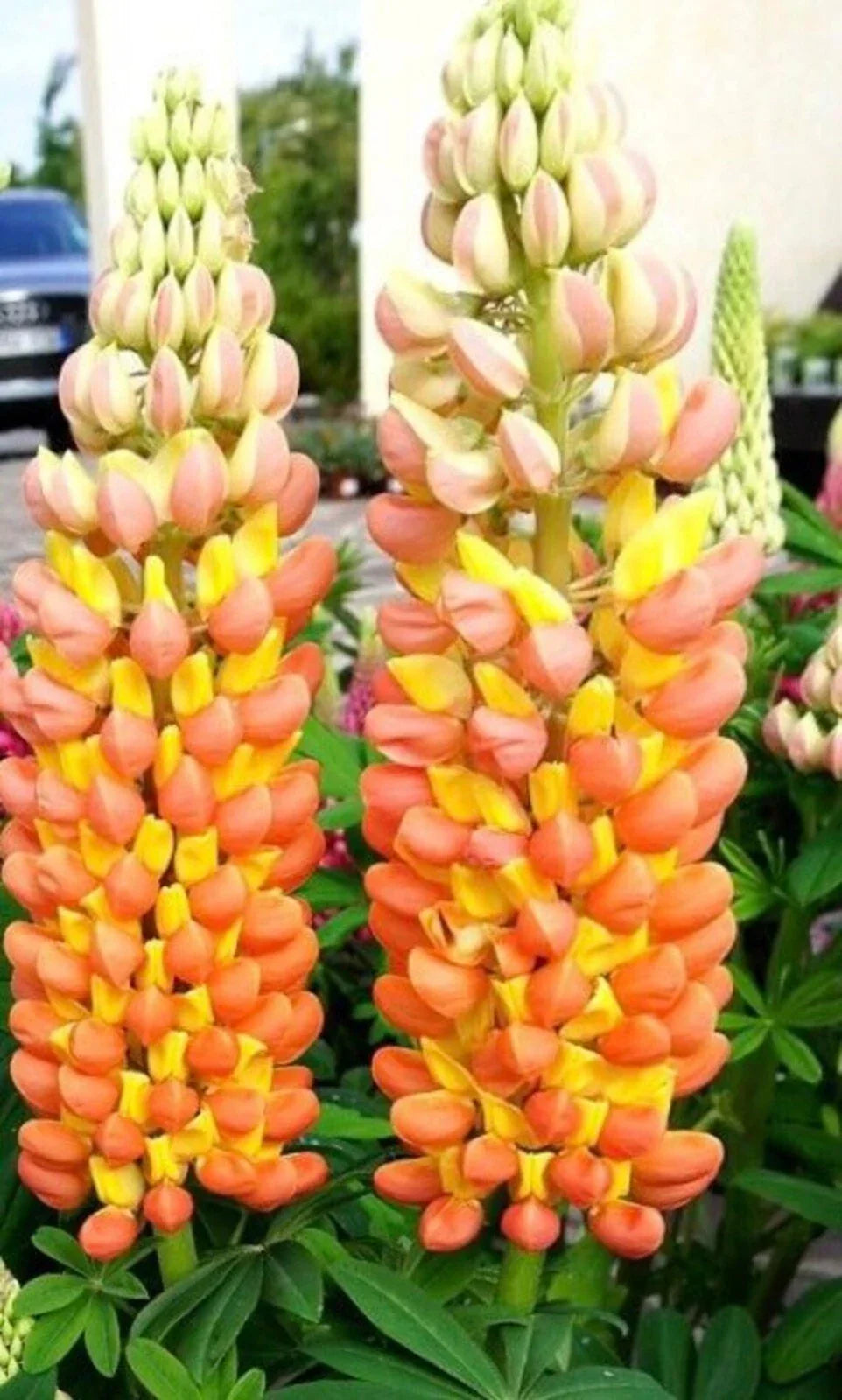 Lupine Seeds - 25 Orange Yellow Perennial Flower Seeds - Lupinus polyphyllus - Hardy, Low Maintenance, Attracts Pollinators