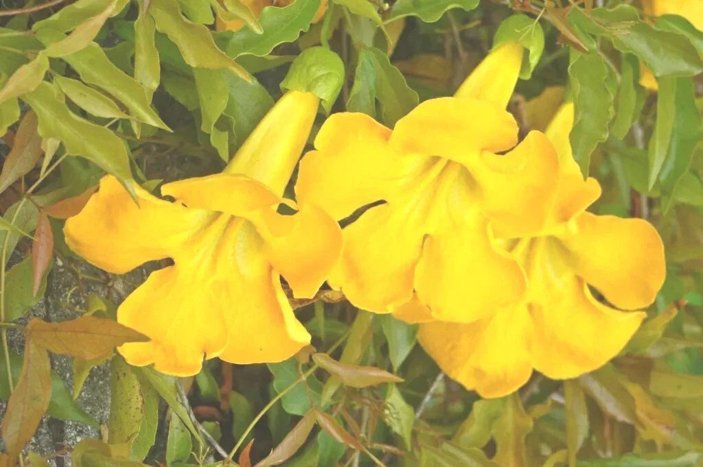 Cat's Claw Creeper Seeds - 20 Fresh Seeds of Dolichandra Unguis-Cati - Fast-Growing Climbing Vine for Garden & Landscape