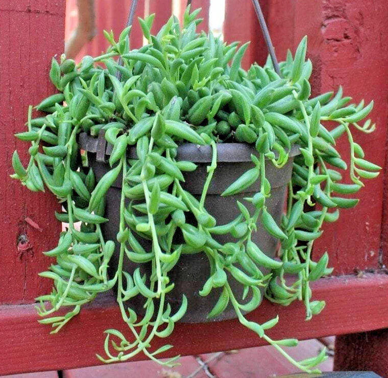 Unrooted Cuttings - 5" String of Bananas - Senecio Radicans - Easy Care Indoor Succulent Plant for Gardening