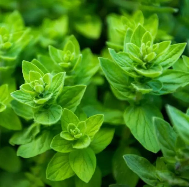 Italian Oregano Seeds - Non-GMO 1000 Pack - Mediterranean Culinary Herb - Origanum vulgare subsp. hirtum
