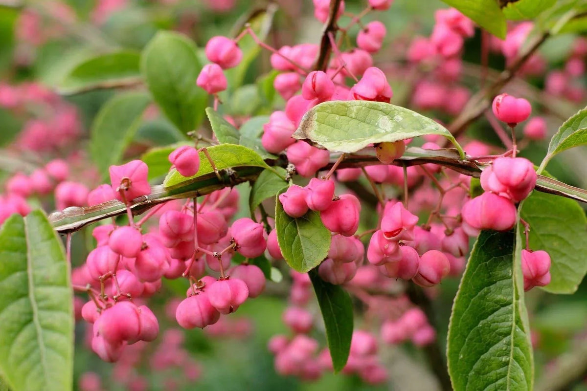 Cork Spindle Shrub Seeds - 10 Pack - Euonymus phellomanus - Hardy Ornamental Plant for Garden - Low Maintenance