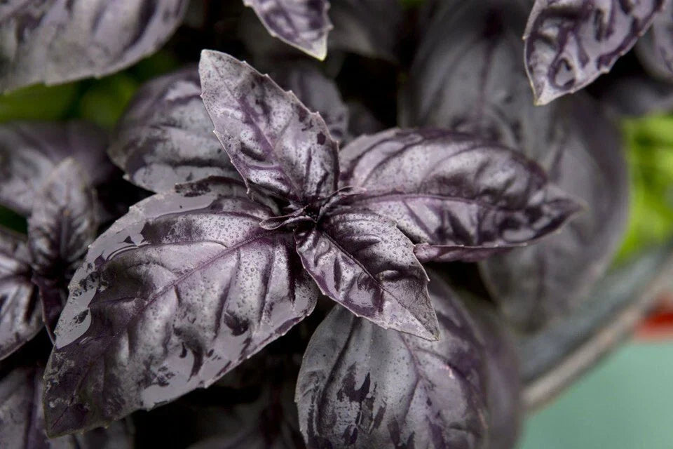 Dark Opal Basil Seeds, NON-GMO, Purple Variety - Ocimum basilicum 'Dark Opal' for Home Gardening