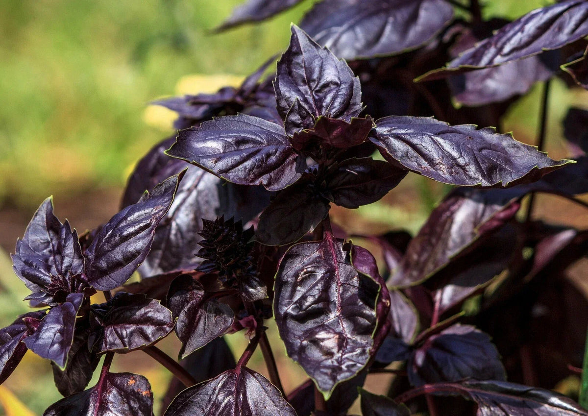 Thai Basil Seeds - 450+ Non-GMO Purple Heirloom Seeds, Ocimum basilicum - Aromatic Culinary Herb for Garden