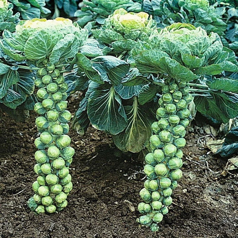 Brussels Sprout Seeds - 400+ Organic Heirloom Catskill Variety - Brassica oleracea var. gemmifera - Non-GMO Seed Pack