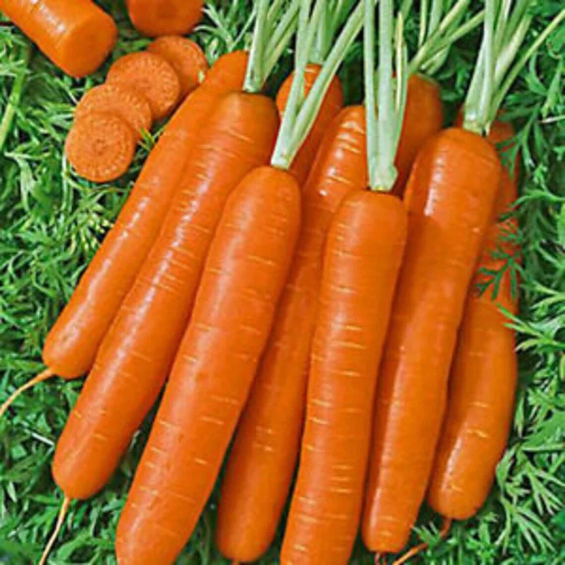 Scarlet Nantes Carrot Seeds - Heirloom Variety - Daucus carota subsp. sativus - Non-GMO for Home Gardening - 250 Seeds