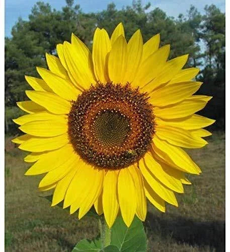 Giant Sunflower Seeds Packet | 50 Seeds | Bright Yellow Flowers | Helianthus annuus | Attracts Pollinators