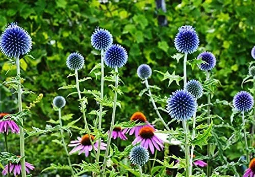Globe Thistle Seeds 30 Pack - Exotic Blue Echinops ritro - Perennial Flower Seeds for Garden - Attracts Pollinators