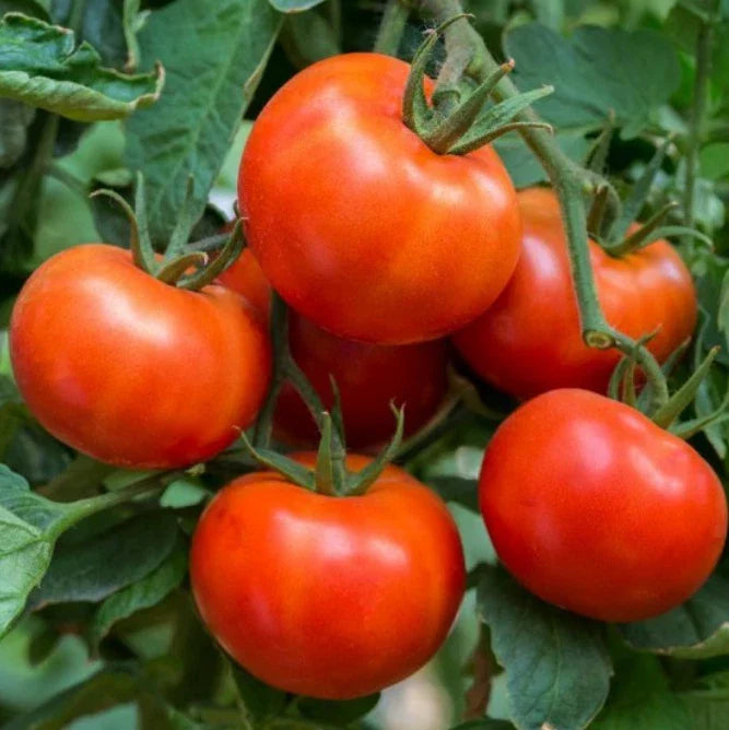Tomato Seeds 60 Count Wisconsin 55 Indeterminate Heirloom Non-GMO Solanum lycopersicum for Home Gardening