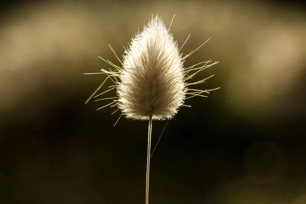 Bunny Tails Grass Seeds 25 Pcs, Lagurus Ovatus, Dried Flowers for Crafts, Ornamental Plant Seeds