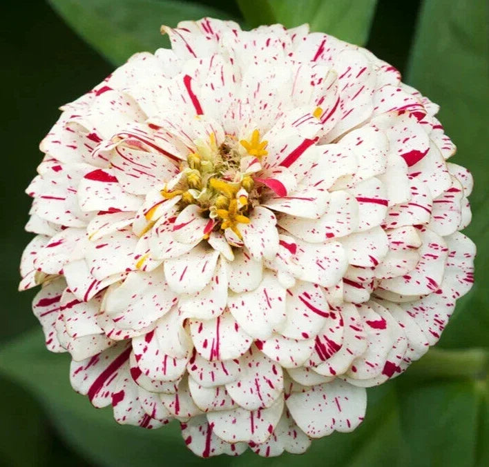 Peppermint Stick Zinnia Seeds 100+ Annual Red White Blooms Zinnia elegans for Garden, Cut Flowers, Pollinator Friendly