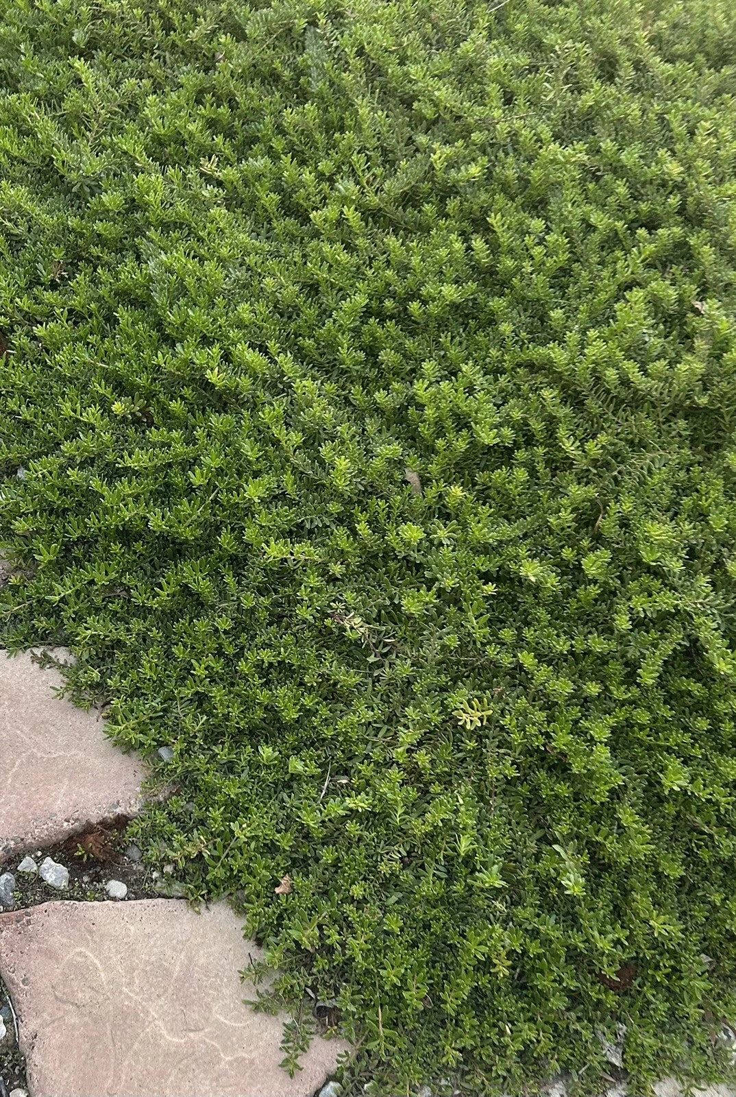 Creeping Boobialla Cuttings - 10 Myoporum Parvifolium Plants for Ground Cover - Dwarf Native Myrtle, Evergreen Foliage