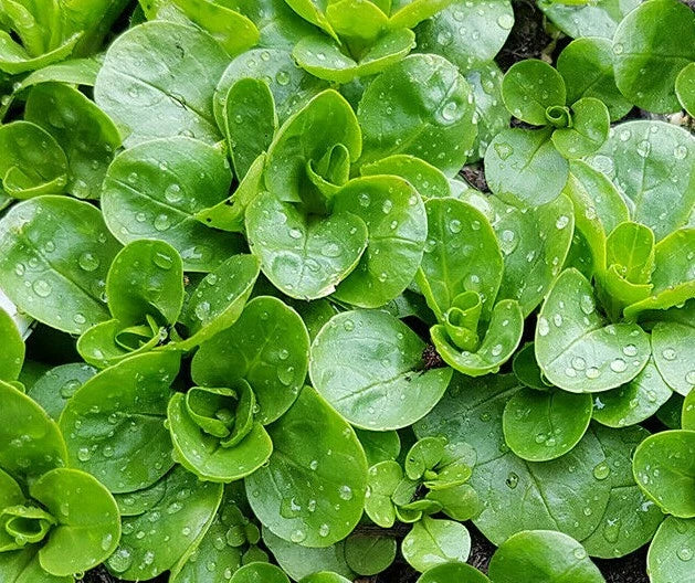 Dutch Corn Salad Seeds 200+ Heirloom Broad Leaved Mache, Organic Lamb's Lettuce, Non-GMO, Valerianella locusta
