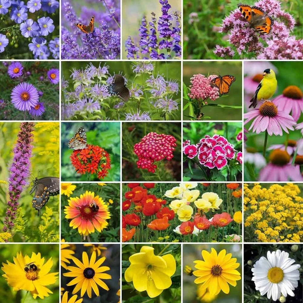 Mixed Perennial Wildflower Seeds - 200 Pack - Diverse Colors - Native to North America - Echinacea, Rudbeckia, Various Species