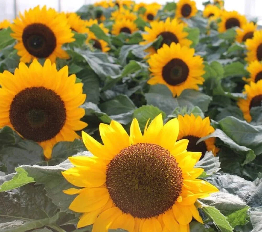 Sunspot Sunflower Seeds 30g | Heirloom Non-GMO | Bright Yellow Blooms | Helianthus annuus