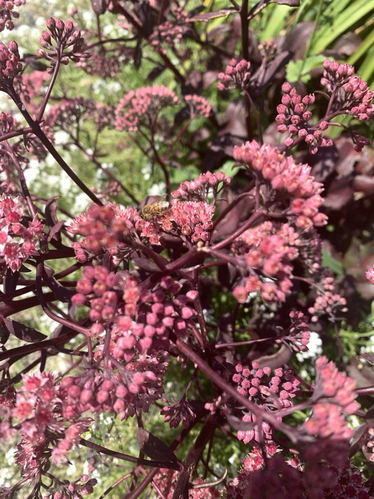 Sedum Mojave Jewels Ruby Bare Root Plant - Drought-Tolerant Succulent, Attracts Bees, Sedum spurium