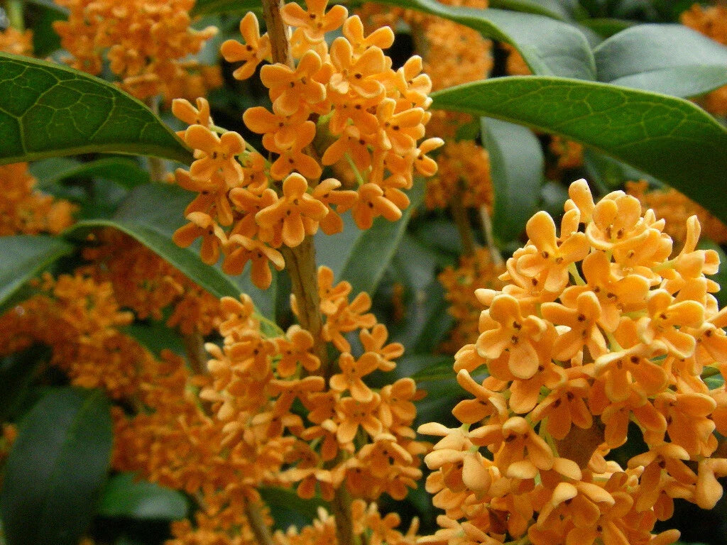 Fragrant Tea Olive Plant - 4-Inch Rooted Starter - Apricot Echo - Osmanthus fragrans - Low Maintenance Garden Shrub