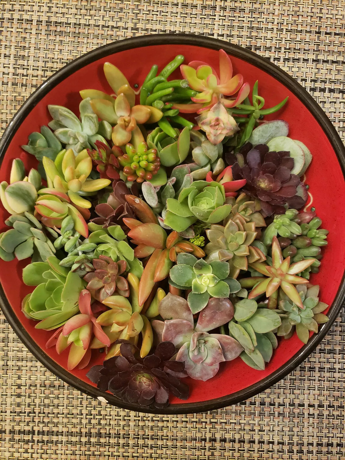 30 Succulent Cuttings - 20 Varieties - Echeveria, Sedum, Crassula - Ideal for Indoor/Outdoor Design - Various