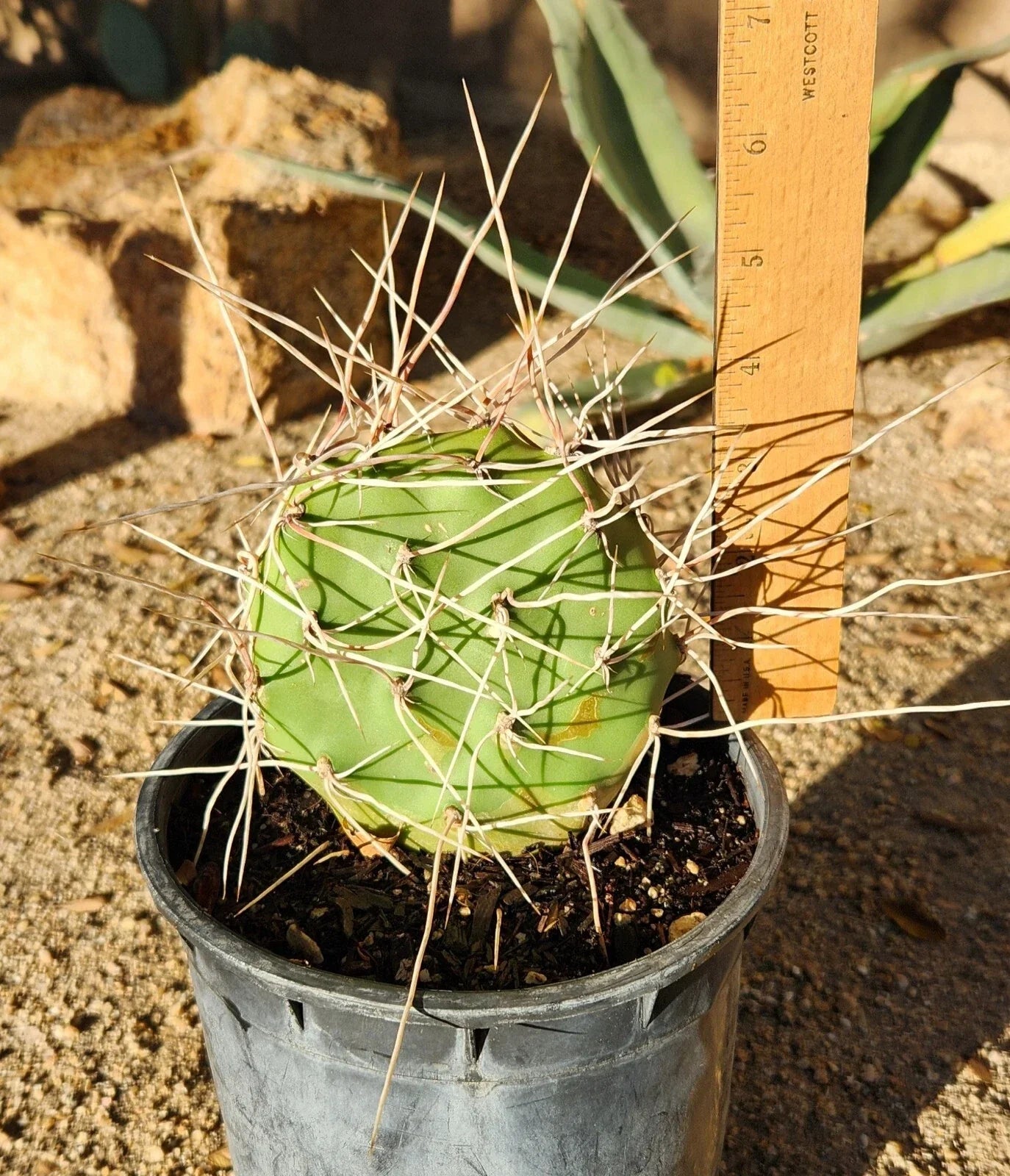 Live Rooted Prickly Pear Cactus Pad Cutting - Opuntia Sulphurea - Unique Succulent for Home Garden & Xeriscaping