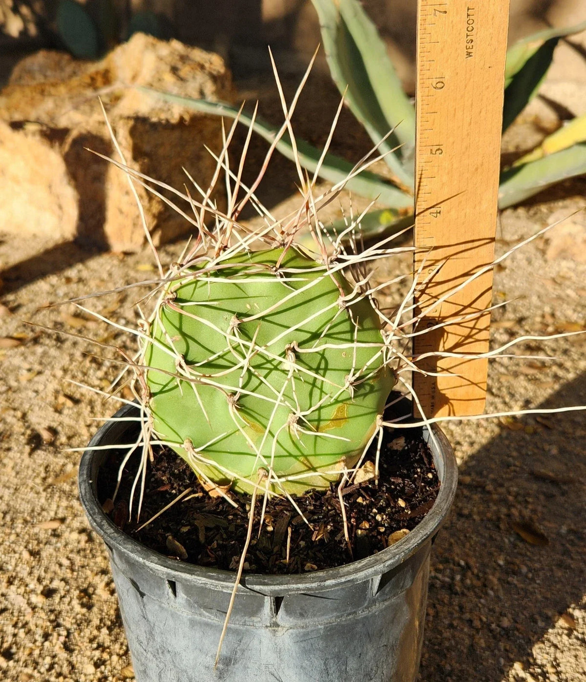 Live Rooted Prickly Pear Cactus Pad Cutting - Opuntia Sulphurea - Unique Succulent for Home Garden & Xeriscaping
