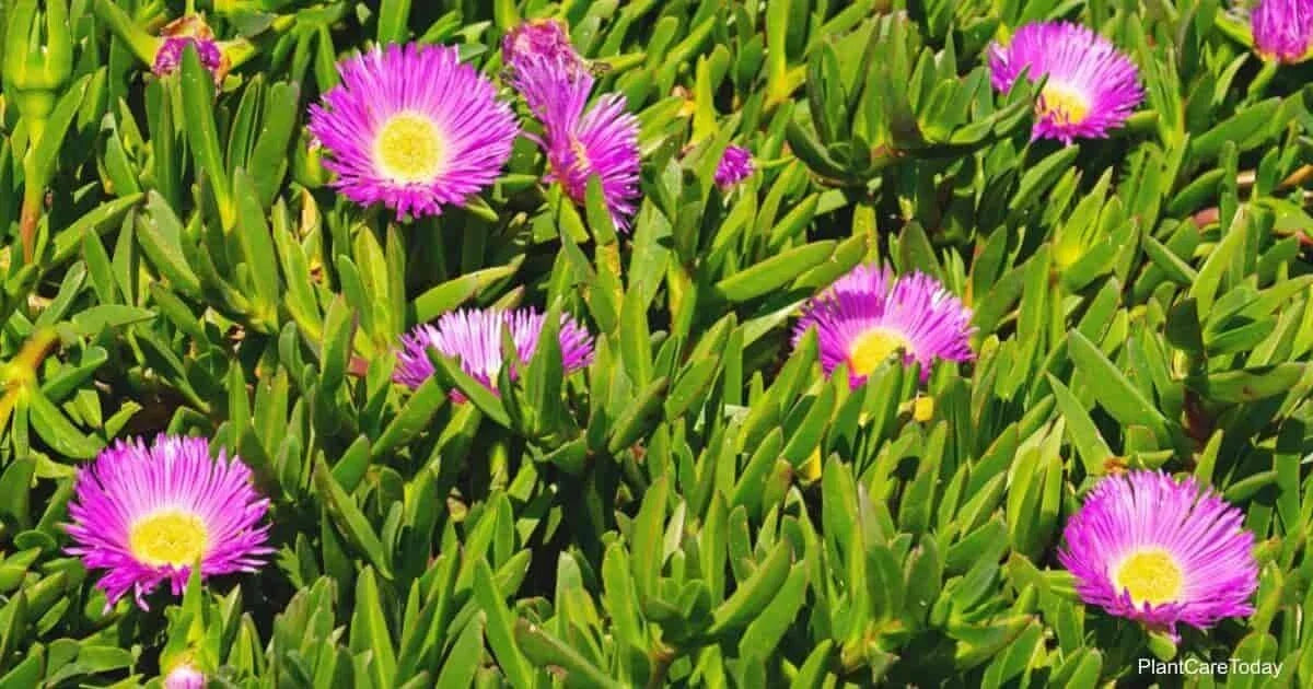 Live Ice Plant Cuttings 30-Pack for Rooting, Drought-Tolerant Ground Cover, Delosperma spp. - Colorful Succulent Foliage