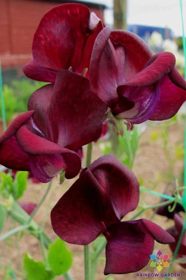 Sweet Pea Seeds 50 Pack Monty Don Mixed Colors Lathyrus odoratus Non-GMO Garden Planting USA Shipping