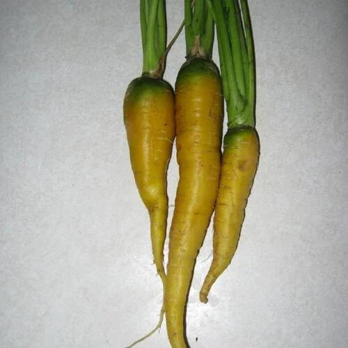 Jaune du Doubs Carrot Seeds - 1000+ Heirloom Seeds - Daucus carota - Vibrant Yellow Color for Delicious Home Gardens