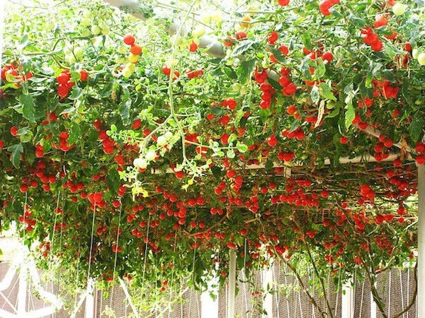 Italian Tree Vine Tomato Seeds 35 Count - Heirloom Variety - Solanum lycopersicum - Ideal for Home Gardens and Containers