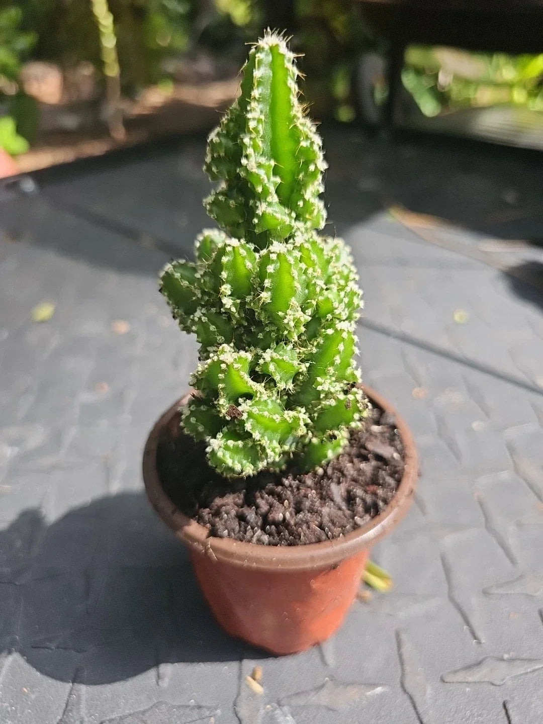 XL Fairy Castle Cactus 4" Pot, Tetragonus, Unique Indoor Succulent with Soft Spines, Perfect for Home Decor