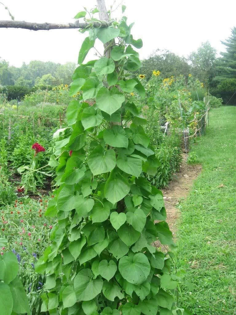 Kentucky Pole Bean Seeds | 50+ Non-GMO Heirloom Seeds | Phaseolus vulgaris | Climbing Vegetable Garden Planting