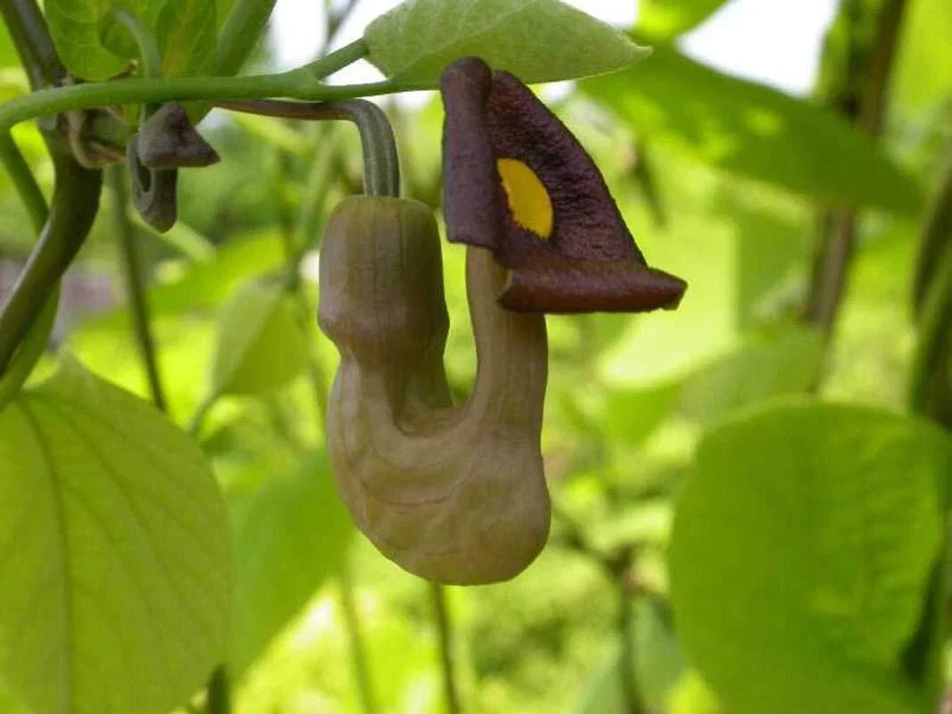 Pipevine Seeds 20 Pack - Aristolochia durior - Exotic Climbing Plant with Unique Flowers for Garden and Landscape