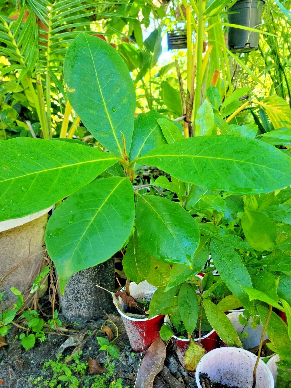 Tropical Almond Live Plant 7-12 Inch Green Foliage Terminalia catappa - Indoor/Outdoor Tropical Tree