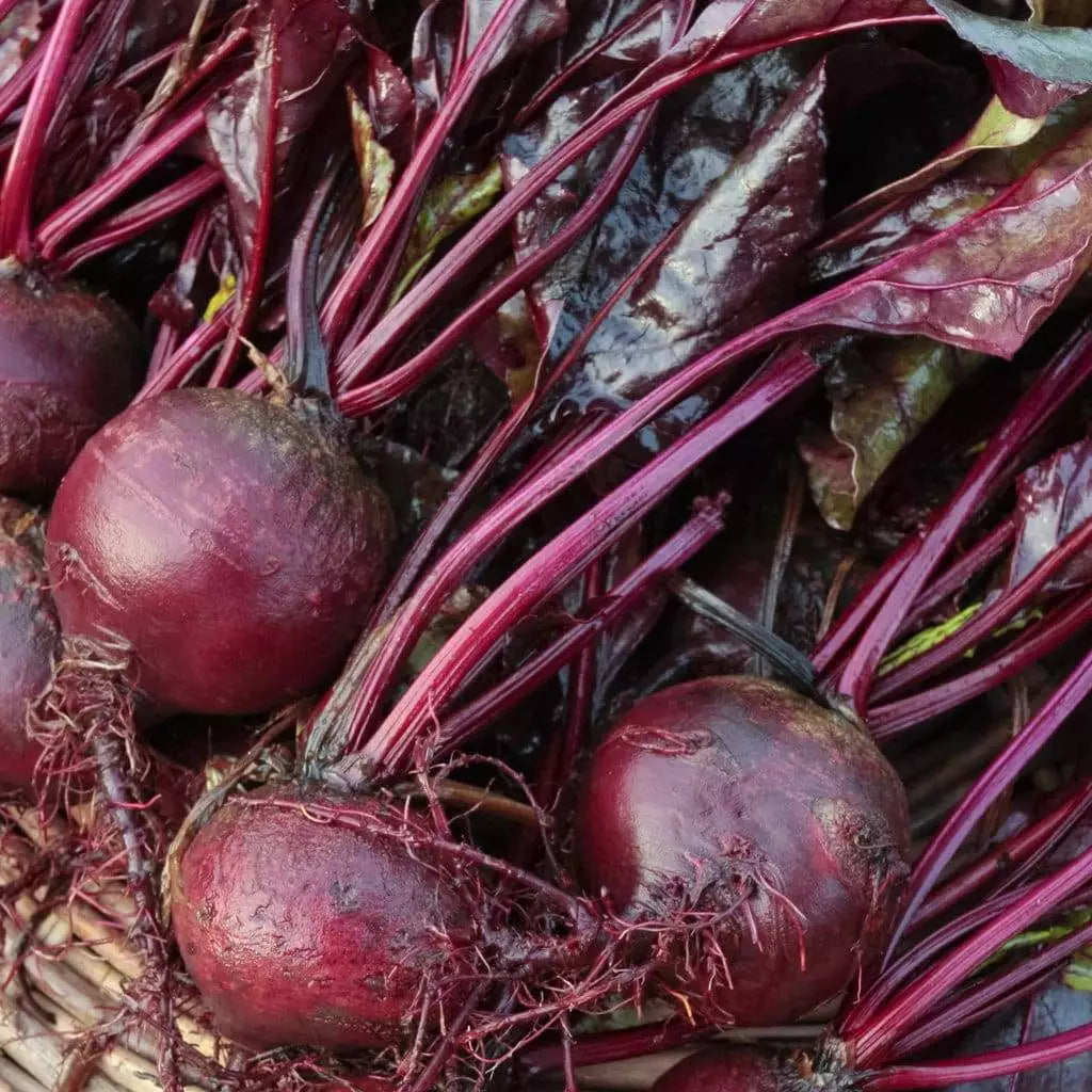 Bull's Blood Beet Seeds - NON-GMO Heirloom - Deep Burgundy Greens - Beta vulgaris - Perfect for Gardens & Culinary Use