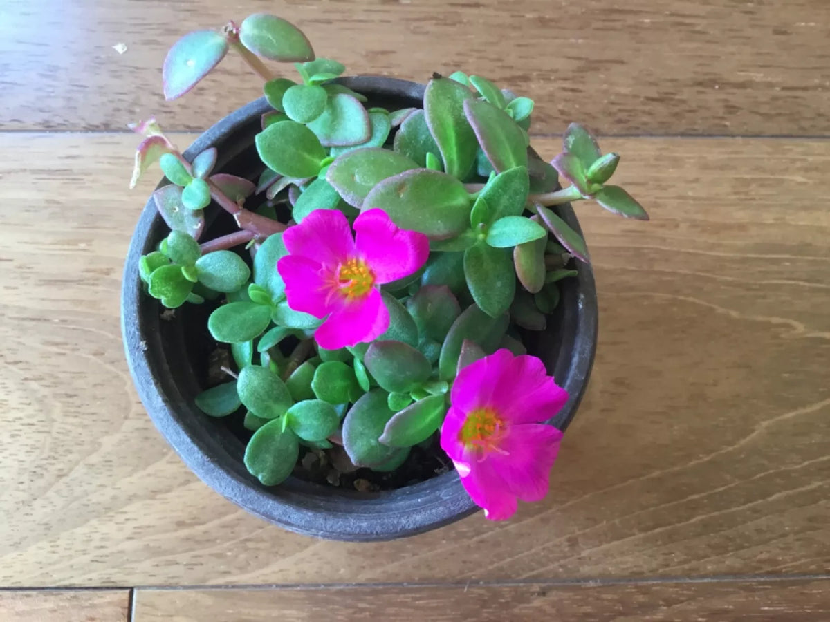 Purslane Cuttings 8-Color Mix Winter Flowering Moss Rose Portulaca oleracea for Rooting, Low-Maintenance, Drought-Tolerant