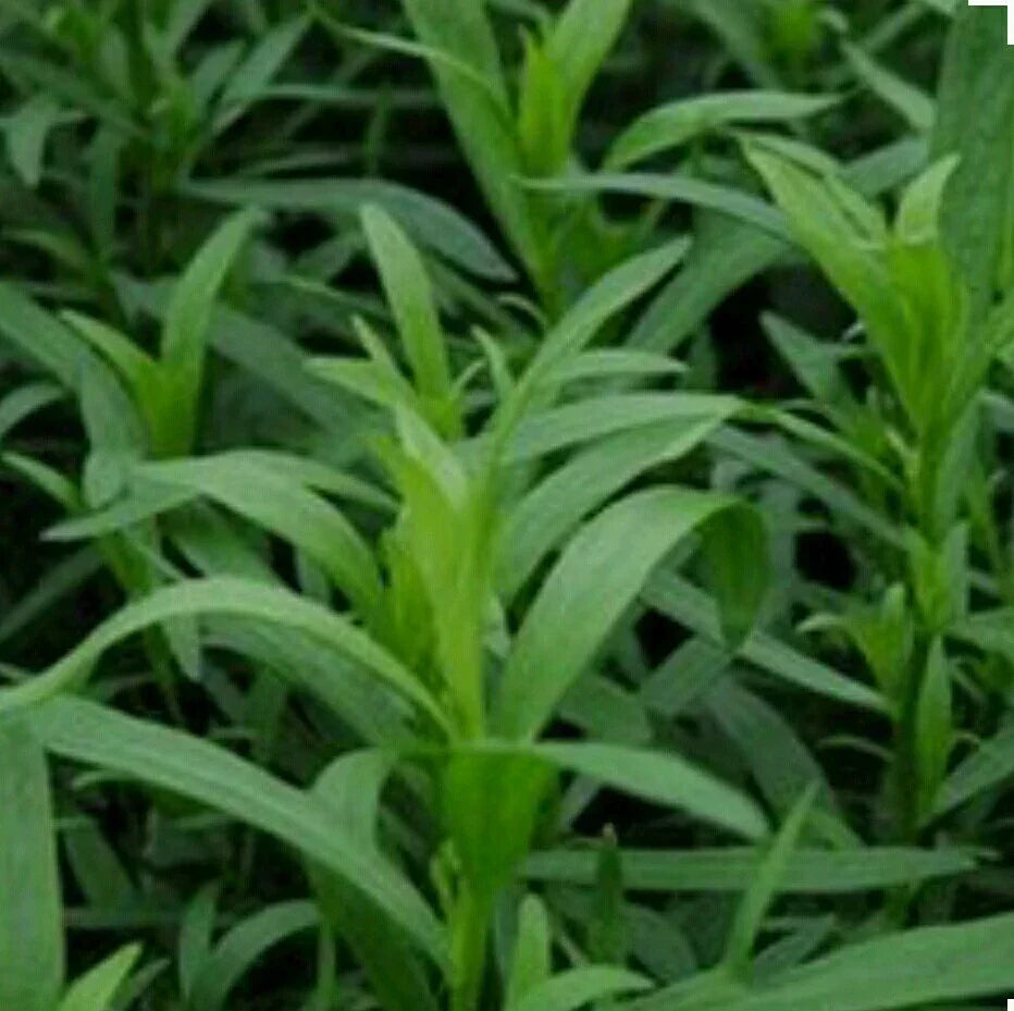 Tarragon Herb Seeds - 300 Non-GMO Organic - Artemisia dracunculus - Culinary Flavor Enhancer for Home Gardening
