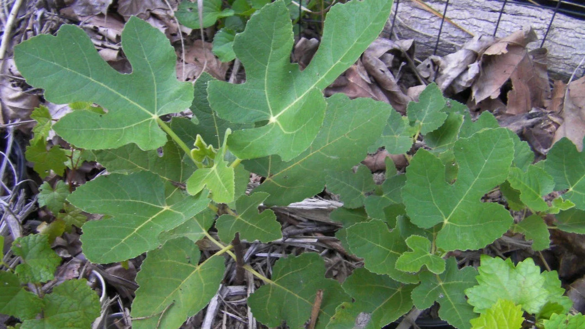 Organic Ground Fig Leaves 2 oz - Ficus carica - Premium Medicinal Tea for Cooking - Cholesterol Support & Antioxidants