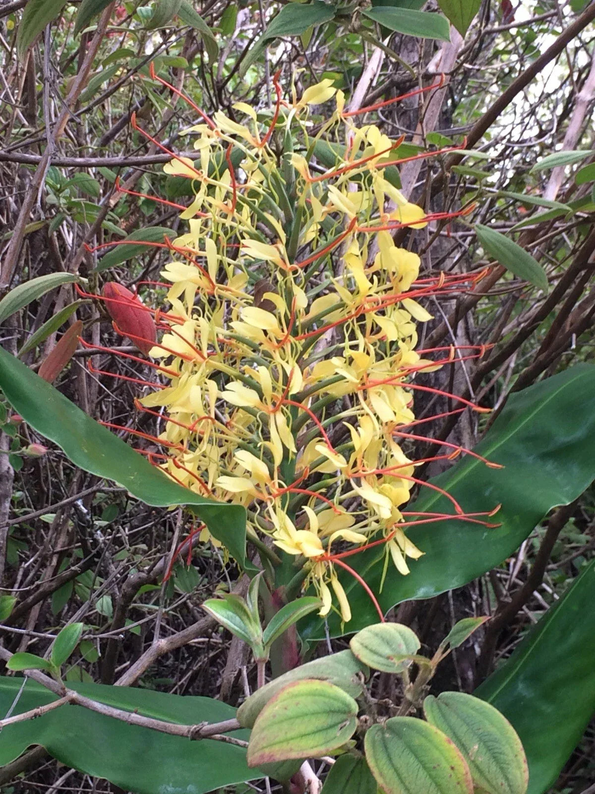Hawaiian Kahili Butterfly Ginger Tuber Root - 2 Large Rhizomes - Hedychium gardnerianum - Fragrant Tropical Flowers