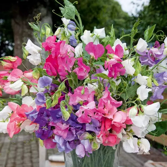 Bijou Mix Sweet Pea Seeds | Heirloom Flower Seeds | Lathyrus odoratus | Non-GMO | Vibrant Color Mix for Gardens