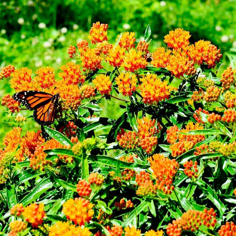 Milkweed Seeds 100 Count Orange Asclepias Tuberosa Monarch Butterfly Host Plant Perennial USA