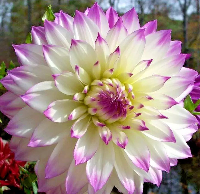 Dahlia Bulb Tuber 10" White Purple Ferncliff's Illusion Live Plant - Dahlia hybrid, Perennial Flower for Garden, Zones 8-10