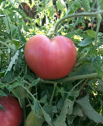 Pink Oxheart Tomato Seeds 50 Ct - Heirloom, Non-GMO Vegetable Seeds - Solanum lycopersicum for Home Garden & Container Planting