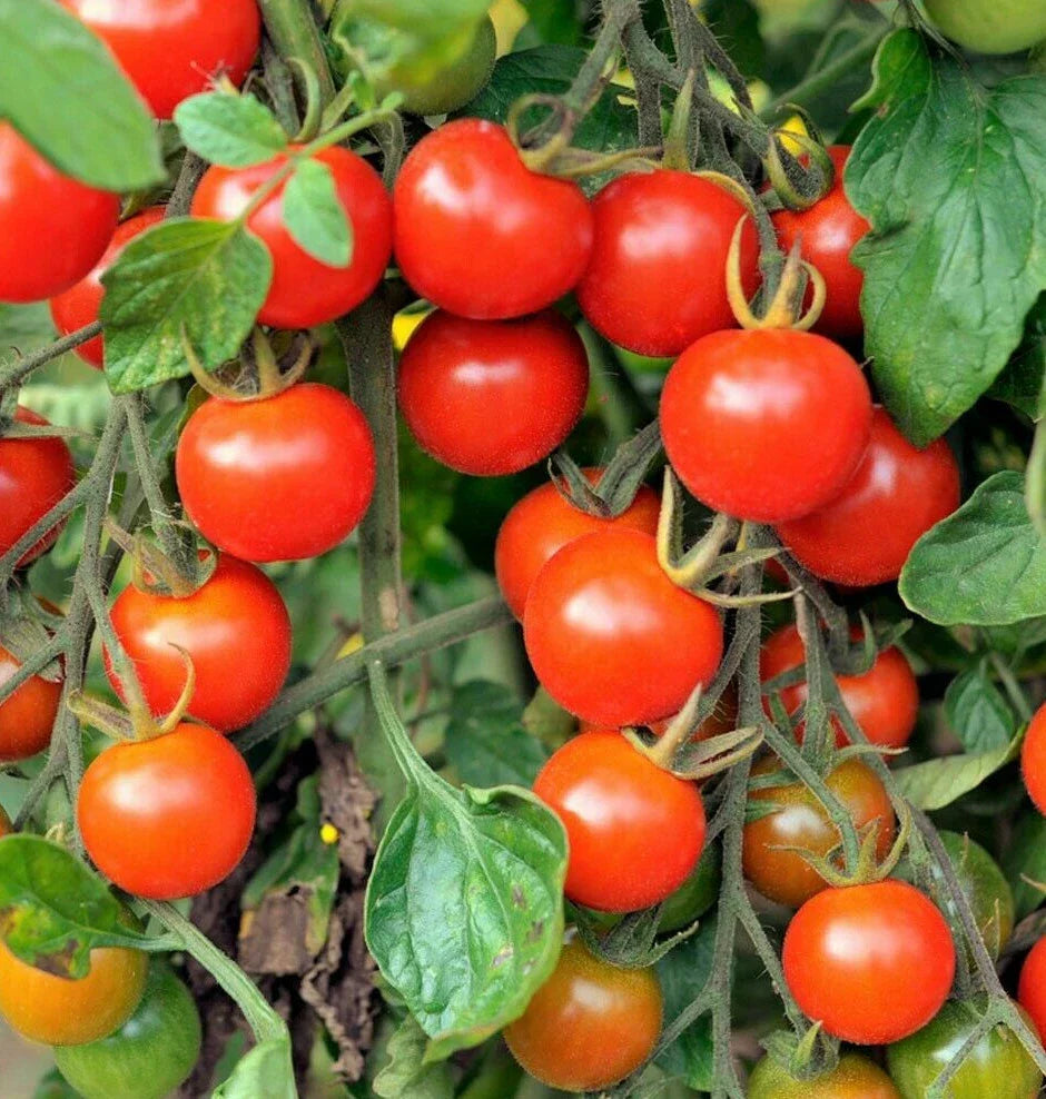 Large Red Cherry Tomato Seeds | Heirloom Bush Grape | Solanum lycopersicum | Non-GMO Vegetable Seeds for Home Gardening