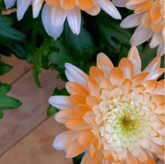 Citrus Spice Mum Seeds - 200 Pack, Chrysanthemum morifolium, Colorful Annual Bloom for Garden Planting
